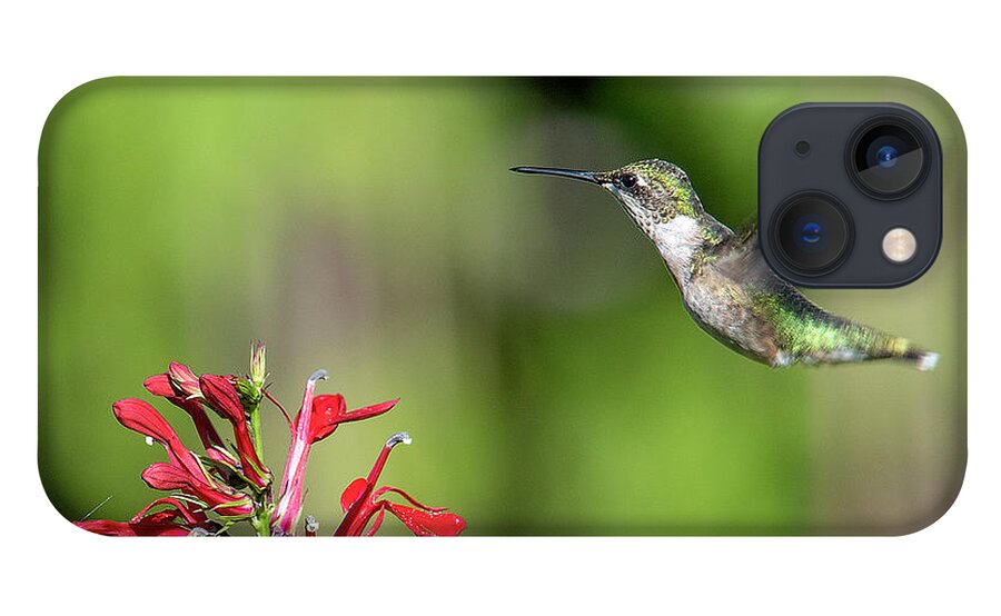 Nature iPhone 13 Case featuring the photograph Female Ruby-throated Hummingbird DSB0320 by Gerry Gantt