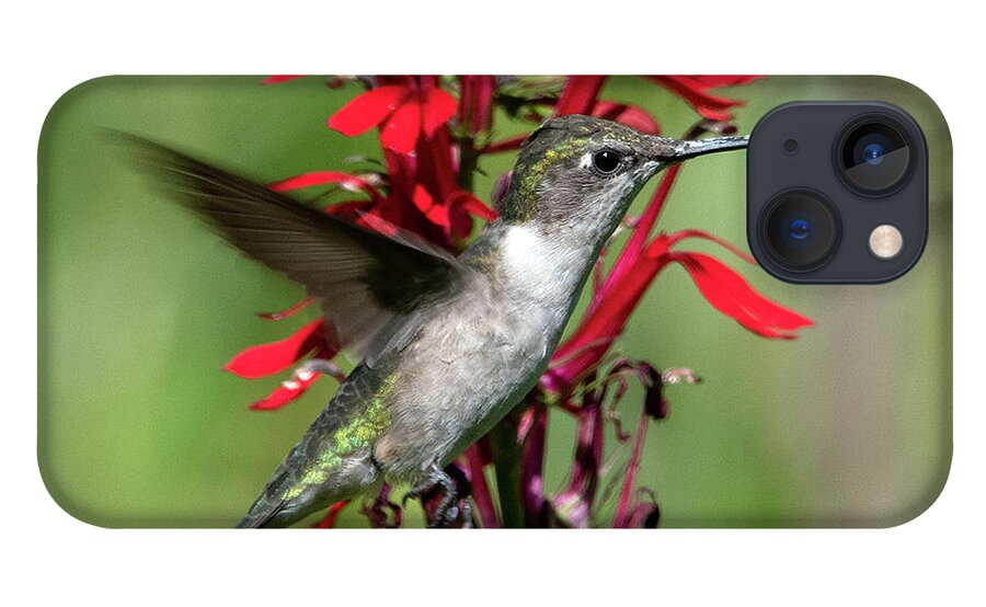 Nature iPhone 13 Case featuring the photograph Female Ruby-throated Hummingbird DSB0325 by Gerry Gantt