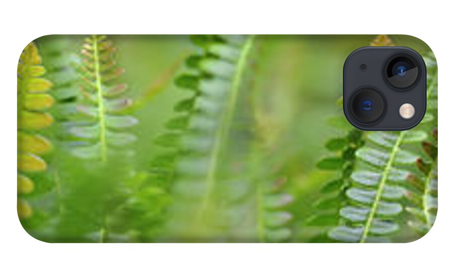 Photography iPhone 13 Case featuring the photograph Fern Scape by Cora Niele