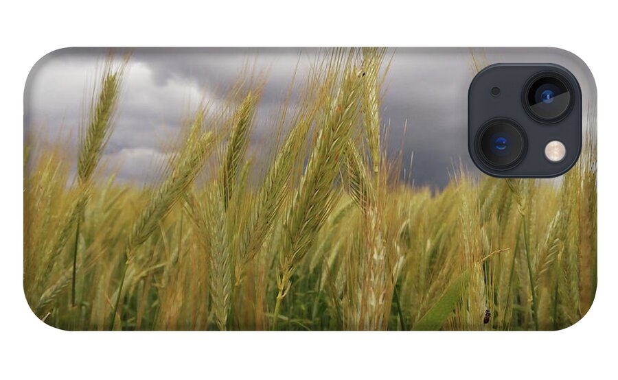 Nature iPhone 13 Case featuring the photograph Fields of Gold by Alexandra Vusir