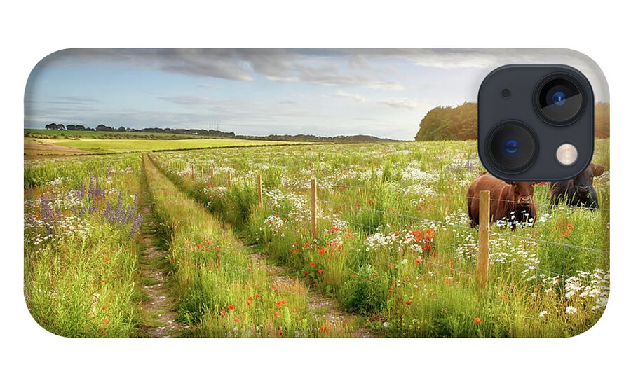 Norfolk iPhone 13 Case featuring the photograph Norfolk flower meadow and two cows by Simon Bratt