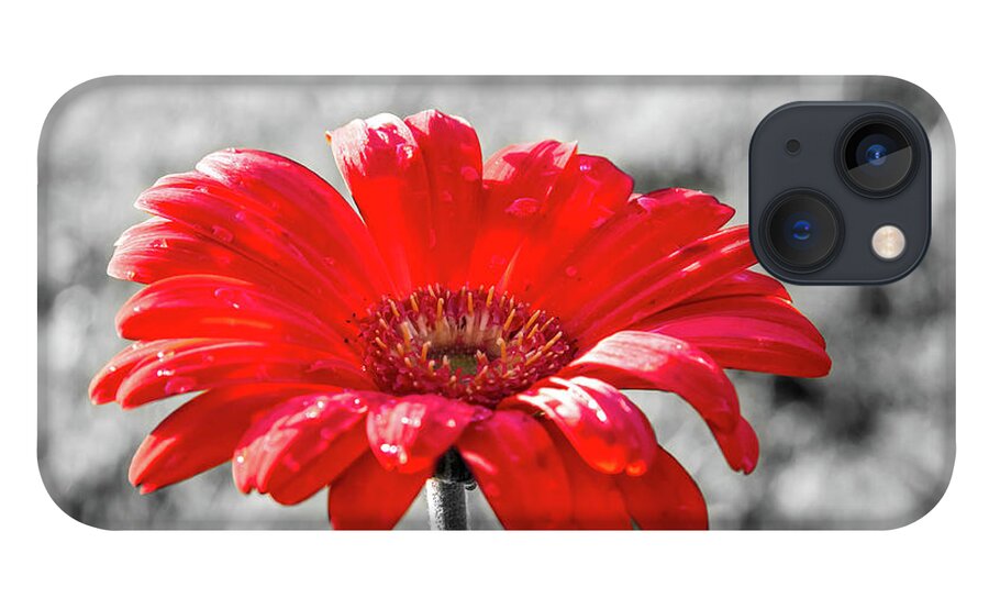 Dawn Richards iPhone 13 Case featuring the photograph Gerbera Daisy Color Splash by Dawn Richards