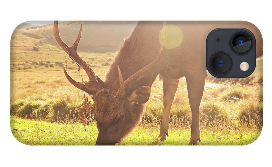 Horned iPhone 13 Case featuring the photograph Grazing Deer by Flash Parker