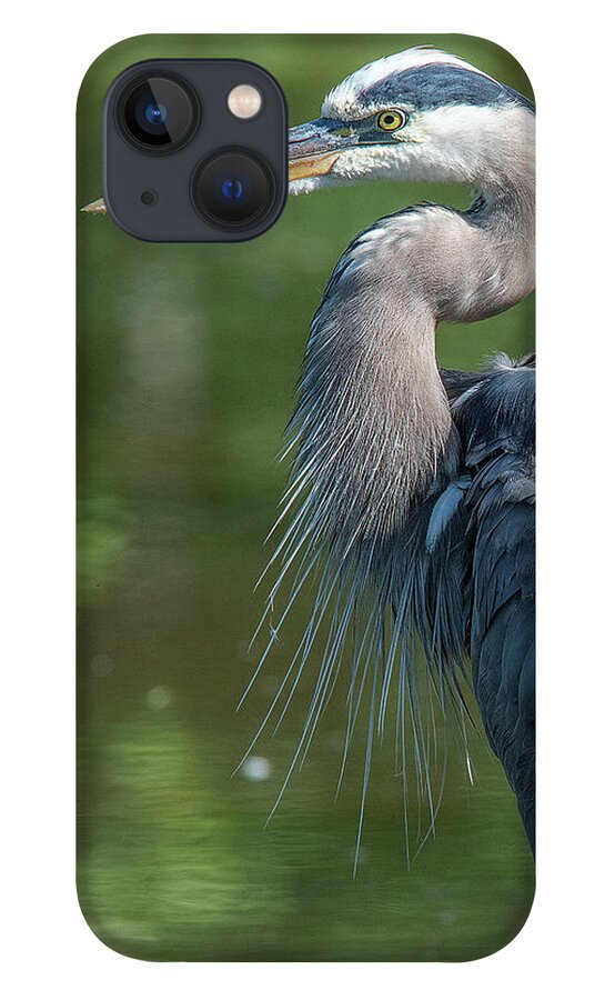 Nature iPhone 13 Case featuring the photograph Great Blue Heron after Preening DMSB0157 by Gerry Gantt