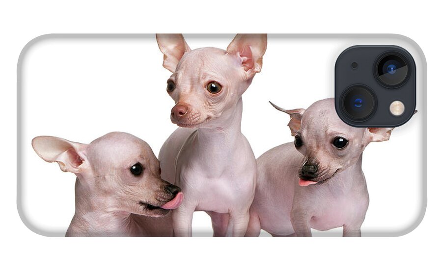 Hairless Chihuahua 5 And 7 Months Old iPhone 13 Case by Life On White -  