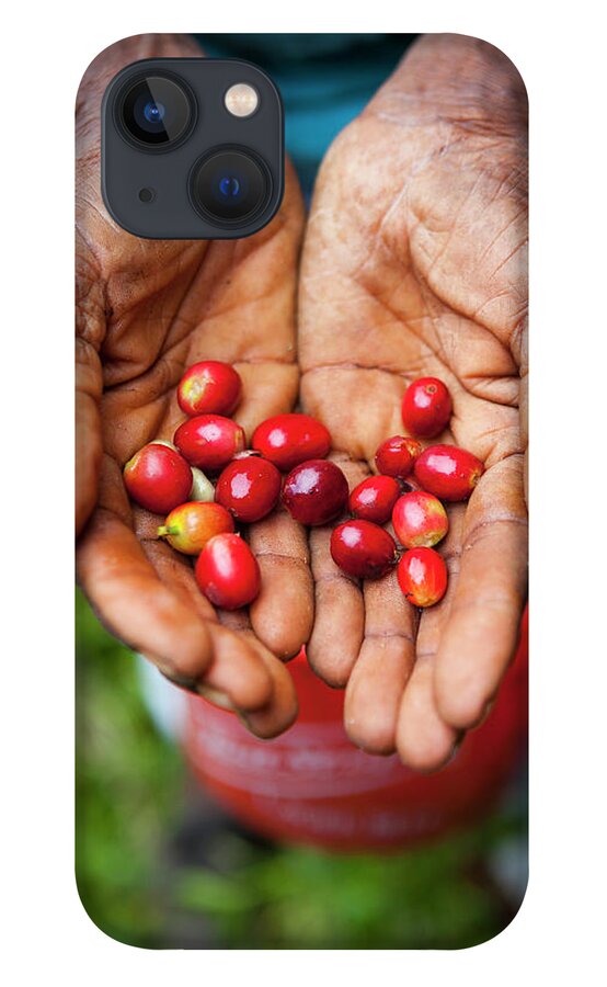 People iPhone 13 Case featuring the photograph Harvesting Blue Mountain Coffee Beans by Douglas Pearson