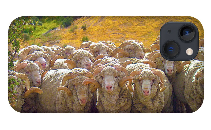 Sheep iPhone 13 Case featuring the photograph Herding Merino Sheep by Leslie Struxness