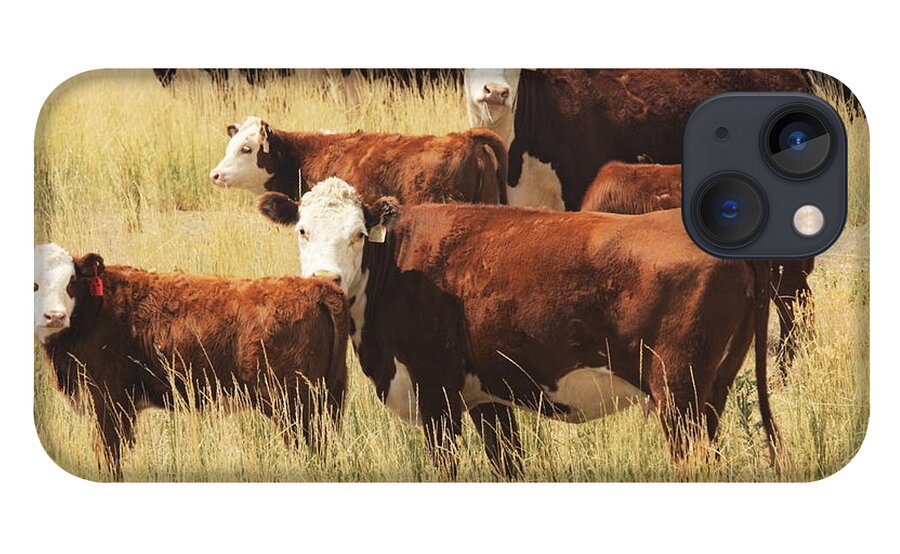 Non-moving Activity iPhone 13 Case featuring the photograph Hereford Cow Farm Pasture Livestock by Chuckschugphotography