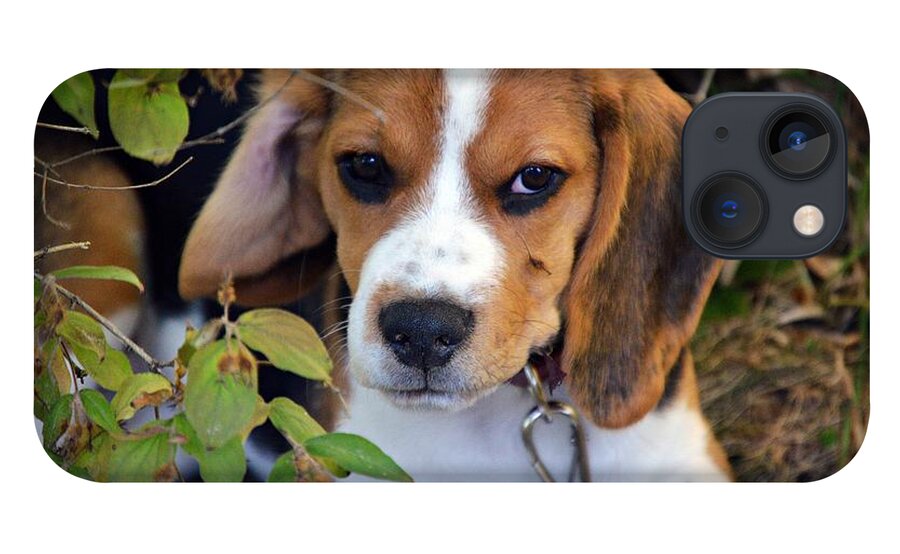 Beagle Puppy iPhone 13 Case featuring the photograph Hermine The Beagle by Thomas Schroeder