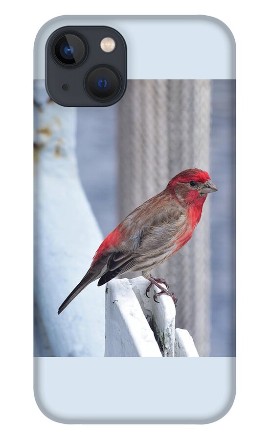 Finch iPhone 13 Case featuring the photograph House Finch on the U.S.S. Wisconsin by Nicole Lloyd