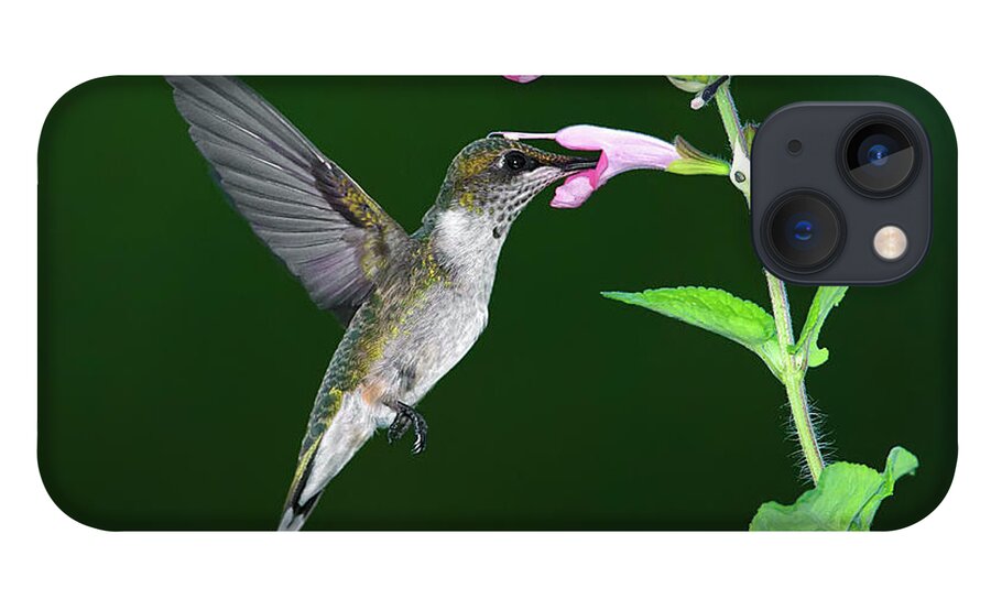 Animal Themes iPhone 13 Case featuring the photograph Hummingbird Feeding On Pink Salvia by Dansphotoart On Flickr