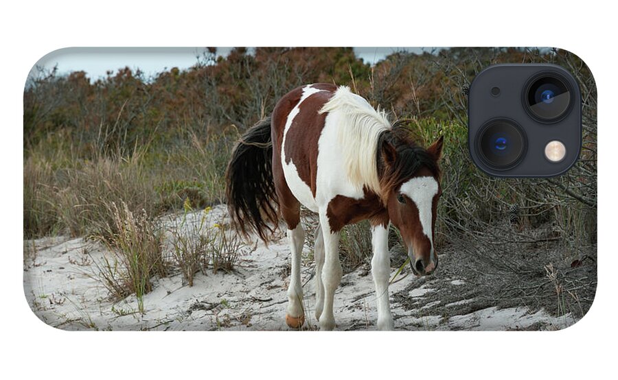 Wild Pony iPhone 13 Case featuring the photograph I See You by Liz Albro