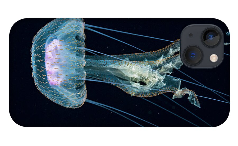 Jellyfish, At Night In The Sargasso Sea, Atlantic Ocean iPhone 13 Case by  Shane Gross /  - Pixels