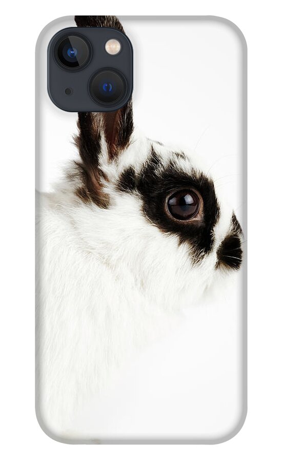 Pets iPhone 13 Case featuring the photograph Jersey Wooly Rabbit, Side View, Studio by Martin Harvey