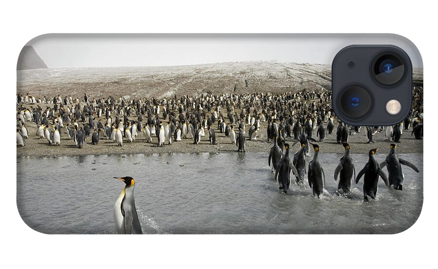 South Georgia Island iPhone 13 Case featuring the photograph King Penguin Aptenodytes Patagonicus by Paul Souders