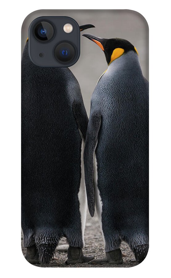 Vertebrate iPhone 13 Case featuring the photograph King Penguins, Two Adult Penguins by Mint Images - Art Wolfe