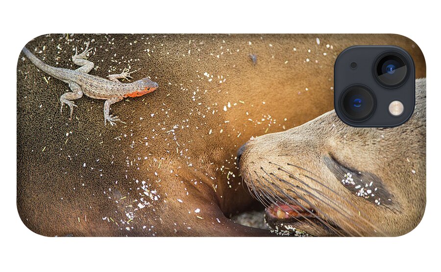 Animal iPhone 13 Case featuring the photograph Lava Lizard On Galapagos Sea Lion by Tui De Roy
