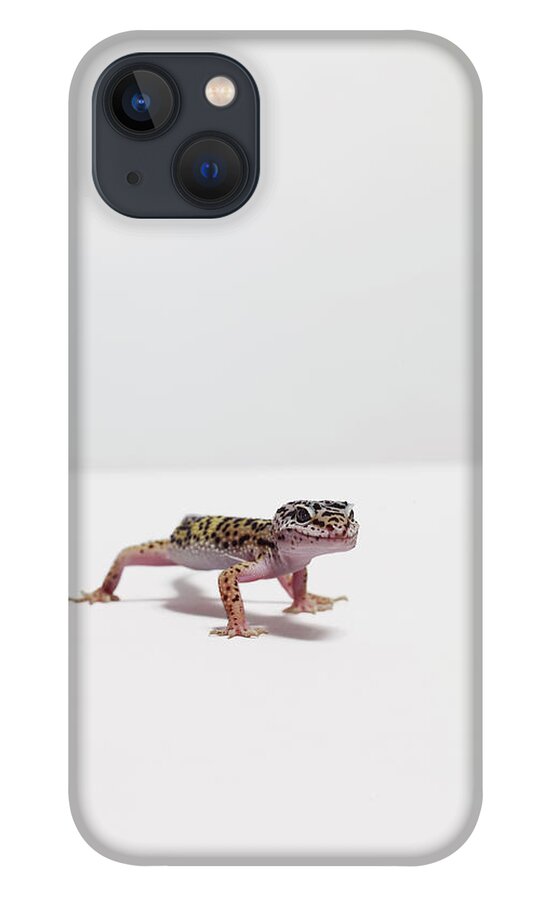 White Background iPhone 13 Case featuring the photograph Leopard Gecko by Dan Burn-forti