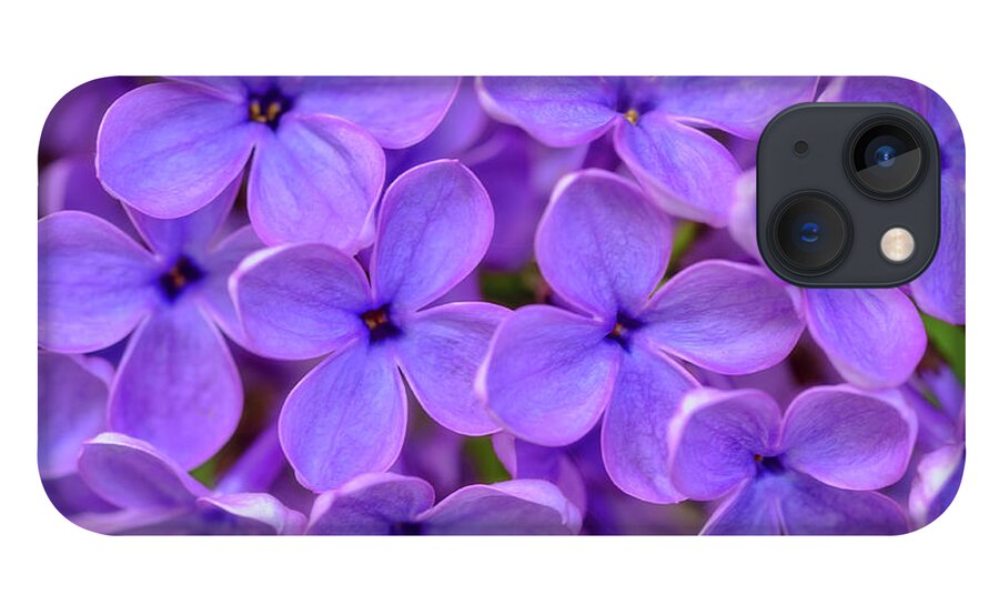 Lilac Flower iPhone 13 Case featuring the photograph Lilac Flower by Cora Niele