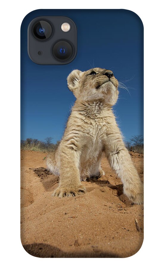 Big Cat iPhone 13 Case featuring the photograph Lion Cub Panthera Leo Sitting On Sand by Heinrich Van Den Berg