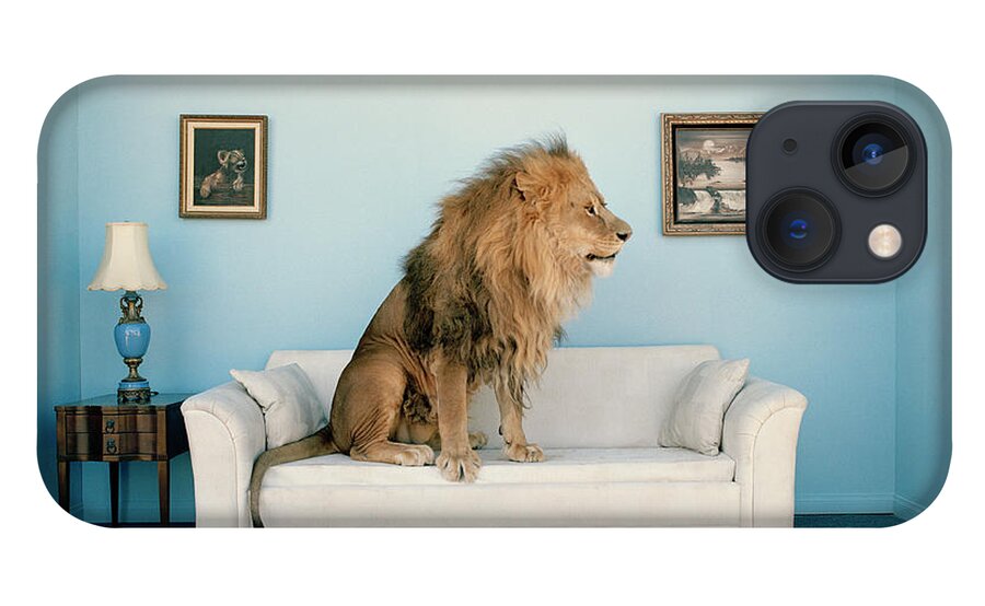 Pets iPhone 13 Case featuring the photograph Lion Sitting On Couch, Side View by Matthias Clamer