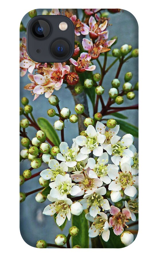 Bud iPhone 13 Case featuring the photograph Little Star Like Buds by Steve Taylor Photography
