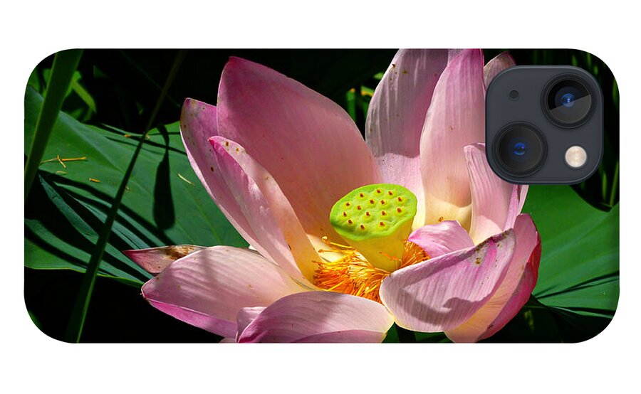 Pink Lotus Flower iPhone 13 Case featuring the photograph Lotus Blossom by Mike McBrayer