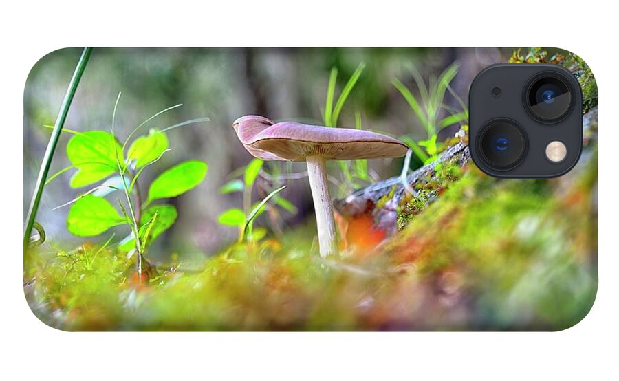 Myakka State Park iPhone 13 Case featuring the photograph Magical Mushroom by Alison Belsan Horton