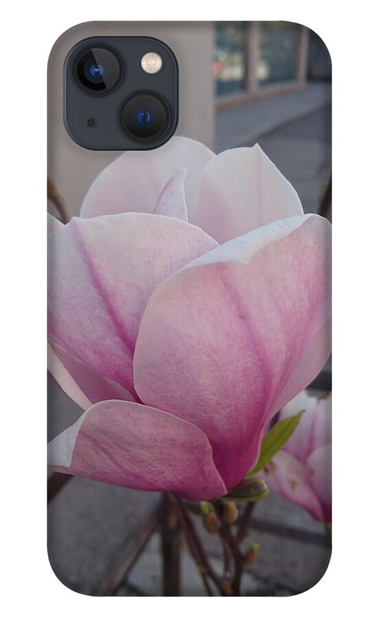  iPhone 13 Case featuring the photograph Magnolia by Anzhelina Georgieva