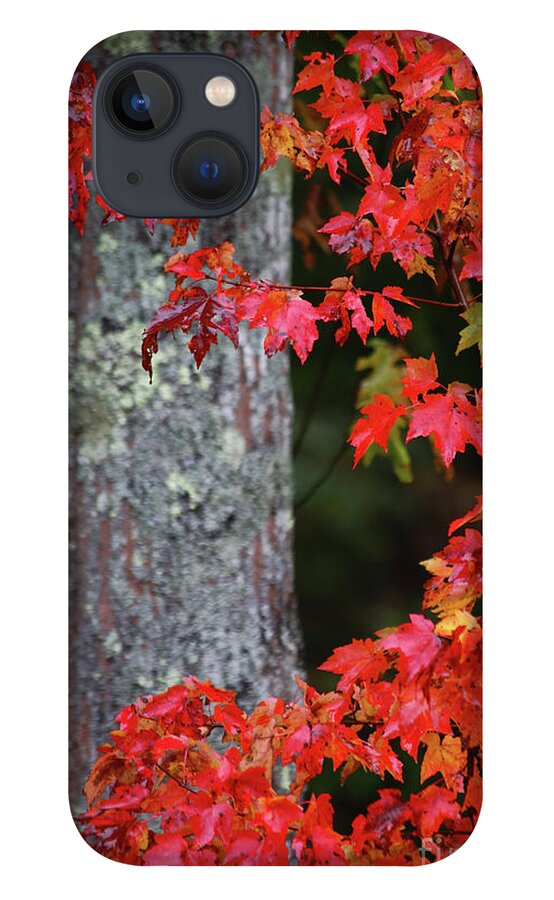 Maine Fall Colors iPhone 13 Case featuring the photograph Maine in the Fall by Terri Brewster