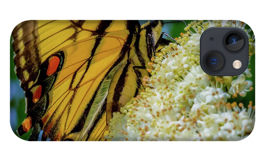 Butterfly iPhone 13 Case featuring the photograph Manassas Butterfly by Lora J Wilson