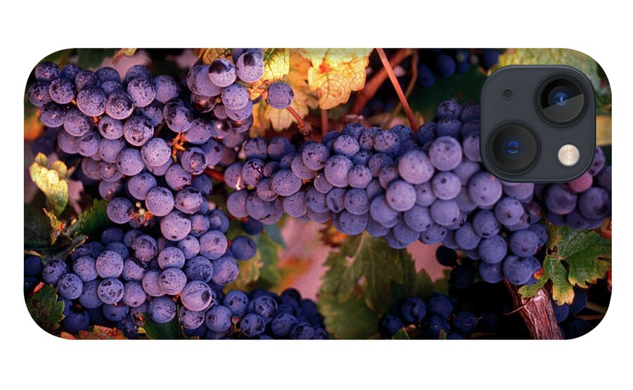 Bunch iPhone 13 Case featuring the photograph Merlot Grapes by Lyle Leduc