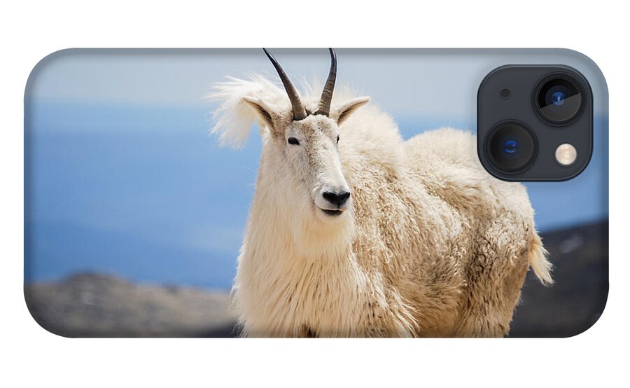 Mountain iPhone 13 Case featuring the photograph Mountain goat #3 by Steven Liveoak