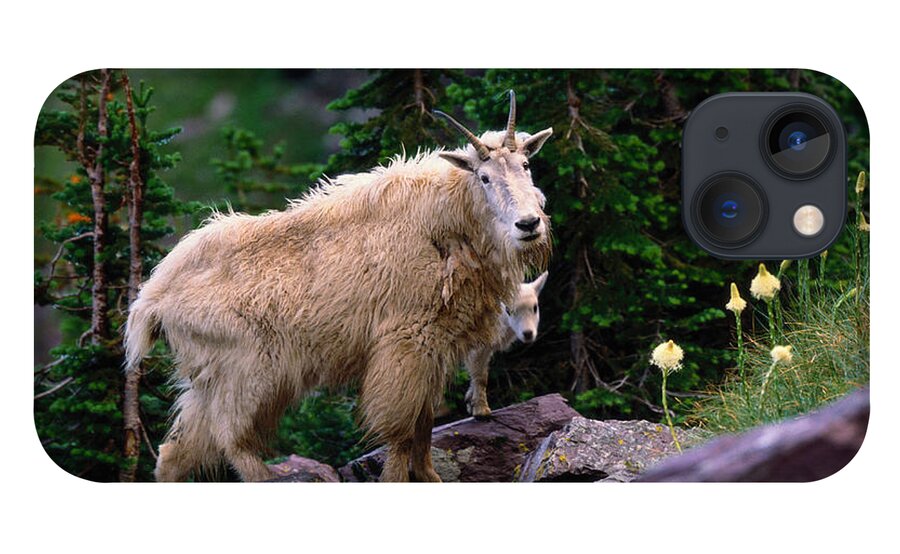 Animal Themes iPhone 13 Case featuring the photograph Mountain Goat Oreamnos Americanus by Art Wolfe