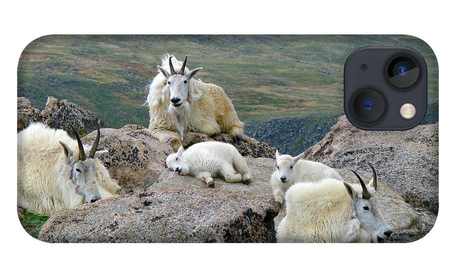 Horned iPhone 13 Case featuring the photograph Mountain Goats In The Rocky Mountains by Carl Neufelder
