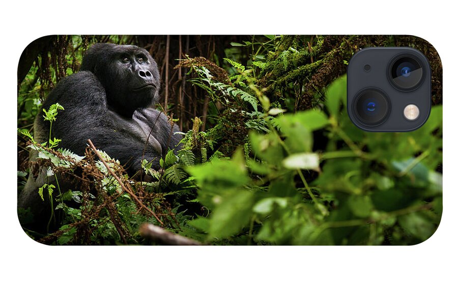 Vertebrate iPhone 13 Case featuring the photograph Mountain Gorilla, Volcanoes National by Mint Images - Art Wolfe