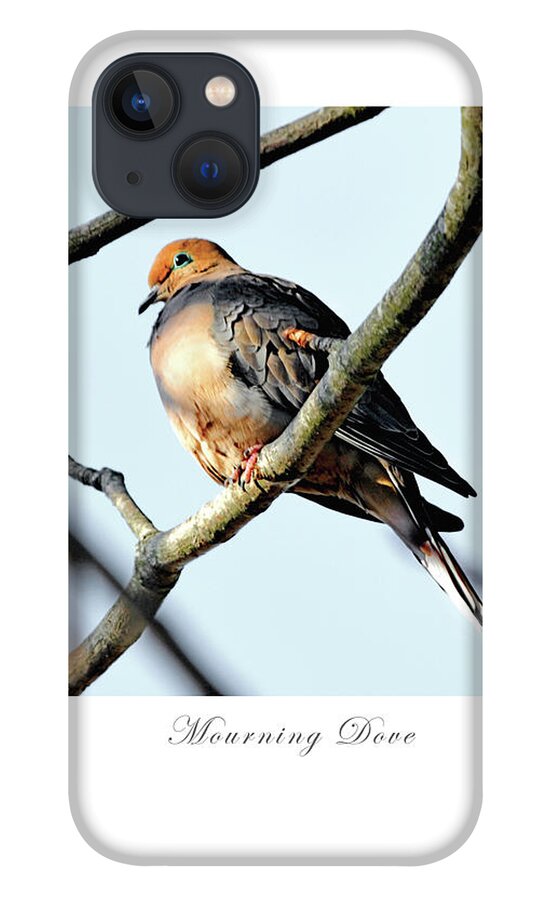 Mourning Dove iPhone 13 Case featuring the photograph Mourning Dove by Dianne Morgado