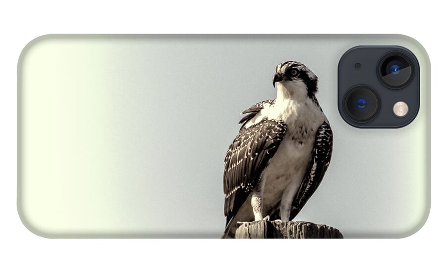 Osprey iPhone 13 Case featuring the photograph Osprey in Sepia by Cathy Kovarik