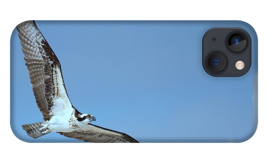 Osprey iPhone 13 Case featuring the photograph Osprey by Nunweiler Photography