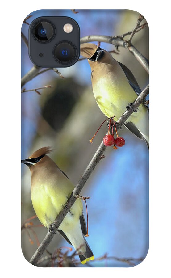 Cedar Waxwing iPhone 13 Case featuring the photograph Pair of Cedar Waxwings by Brook Burling