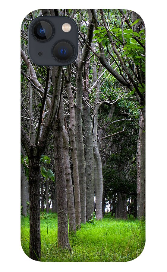 Paulownia iPhone 13 Case featuring the photograph Paulownia Grove by Steve Ember