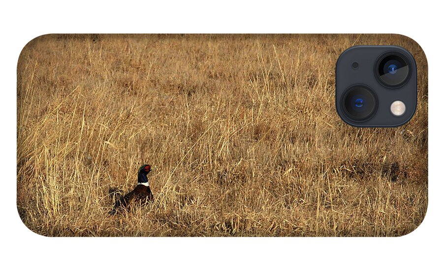Richard E. Porter iPhone 13 Case featuring the photograph Pheasant in CRP - Floyd County, Texas by Richard Porter