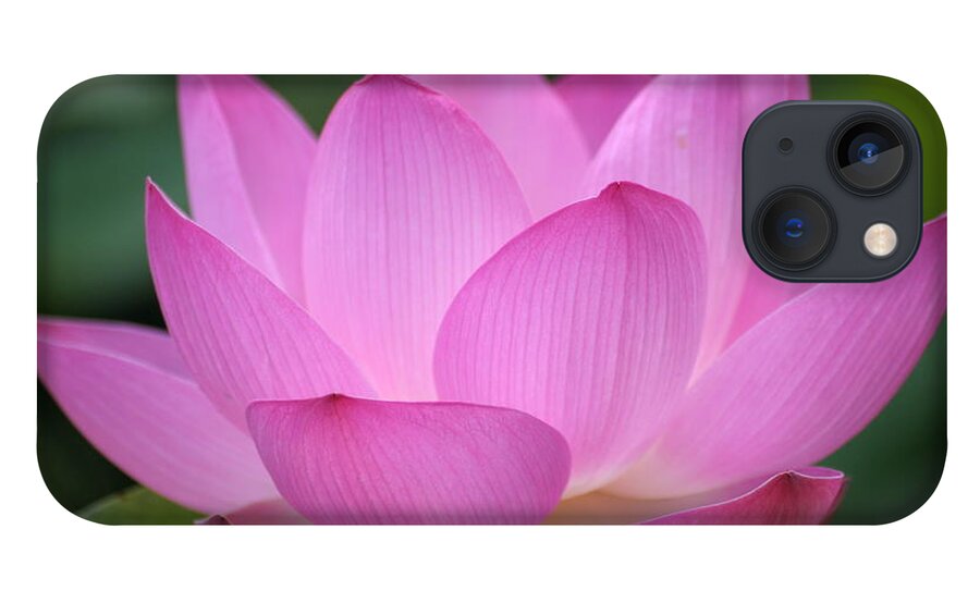 Petal iPhone 13 Case featuring the photograph Pink Backlit Lotus - Largest Collection by Narcisa