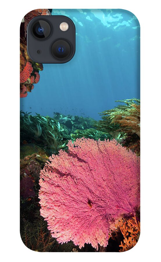 Underwater iPhone 13 Case featuring the photograph Pink Gorgonian Sea Fan, Pura Island by Ifish