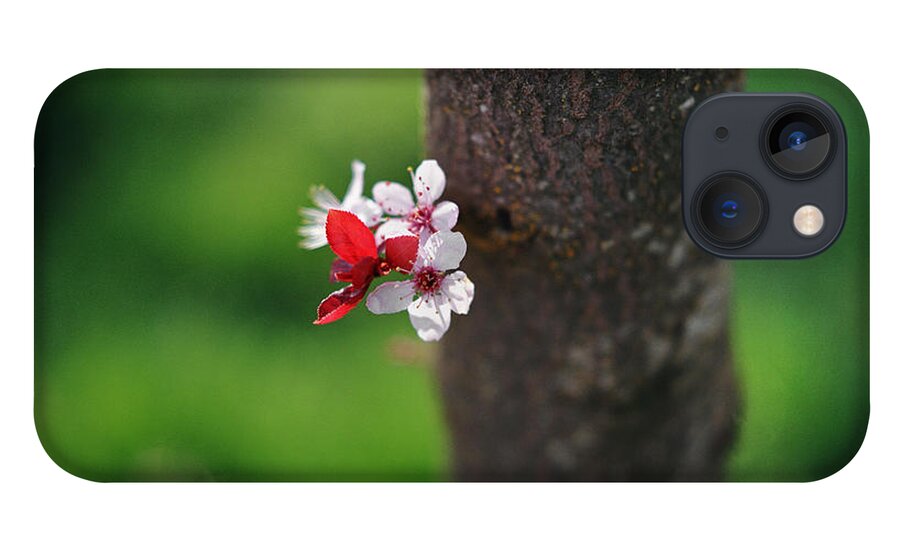 Bunch iPhone 13 Case featuring the photograph Plum Blossom On Tree Trunk by Danielle D. Hughson