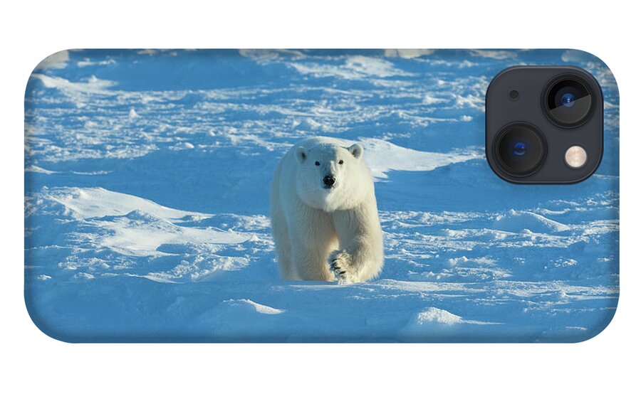 Water's Edge iPhone 13 Case featuring the photograph Polar Bears In The Wild. A Powerful by Mint Images - David Schultz