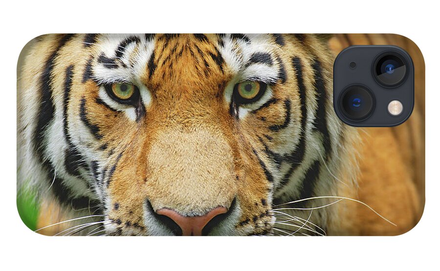 One Animal iPhone 13 Case featuring the photograph Portrait Of A Tiger by Martin Ruegner