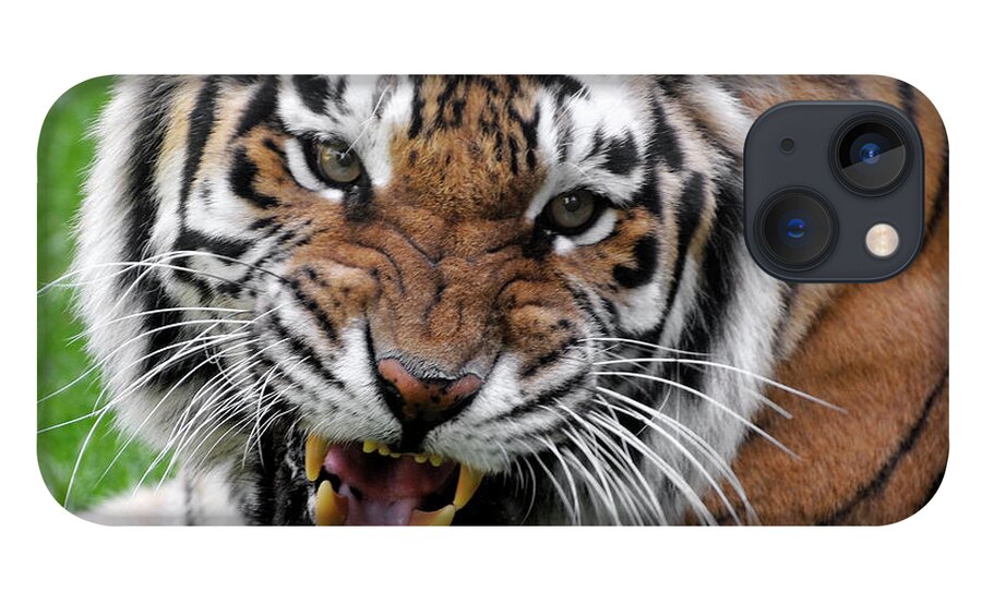 Paw iPhone 13 Case featuring the photograph Portrait Of An Aggressive Bengal Tiger by Empphotography