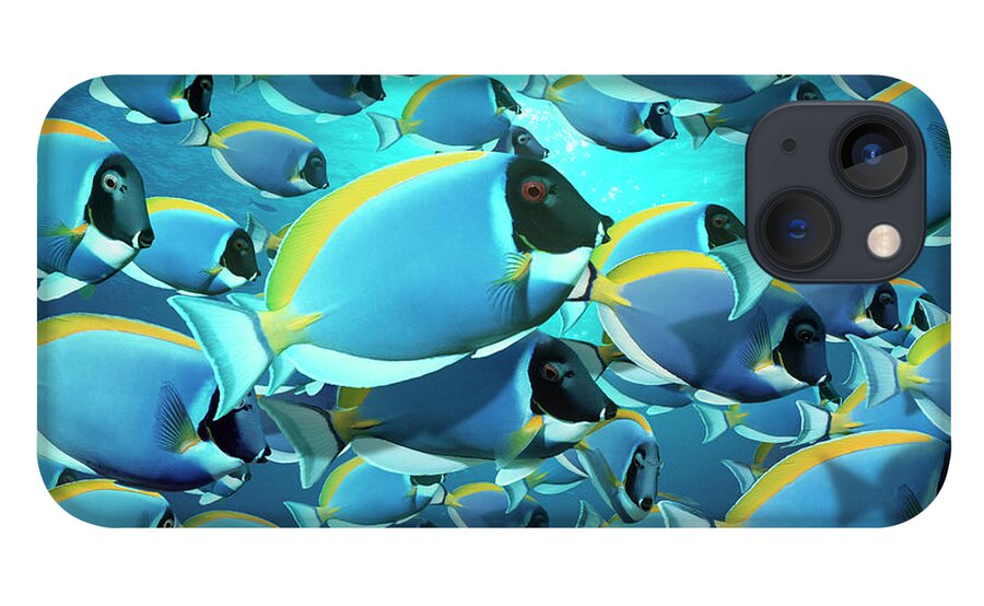 Underwater iPhone 13 Case featuring the photograph Powder-blue Surgeonfish Acanthurus by Georgette Douwma