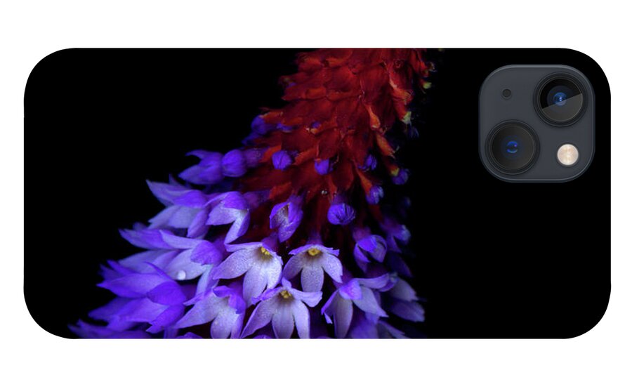Primula iPhone 13 Case featuring the photograph Primula Vialii by Photograph By Magda Indigo